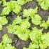 Kako sijati salatu - 3 dokazano načine za različite situacije
